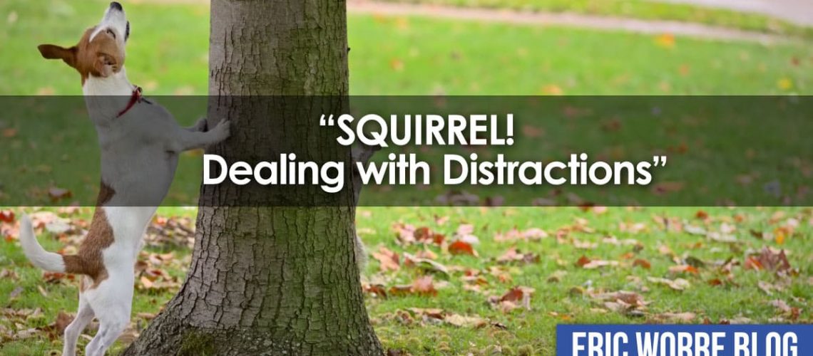 Squirrel Dealing with Distractions